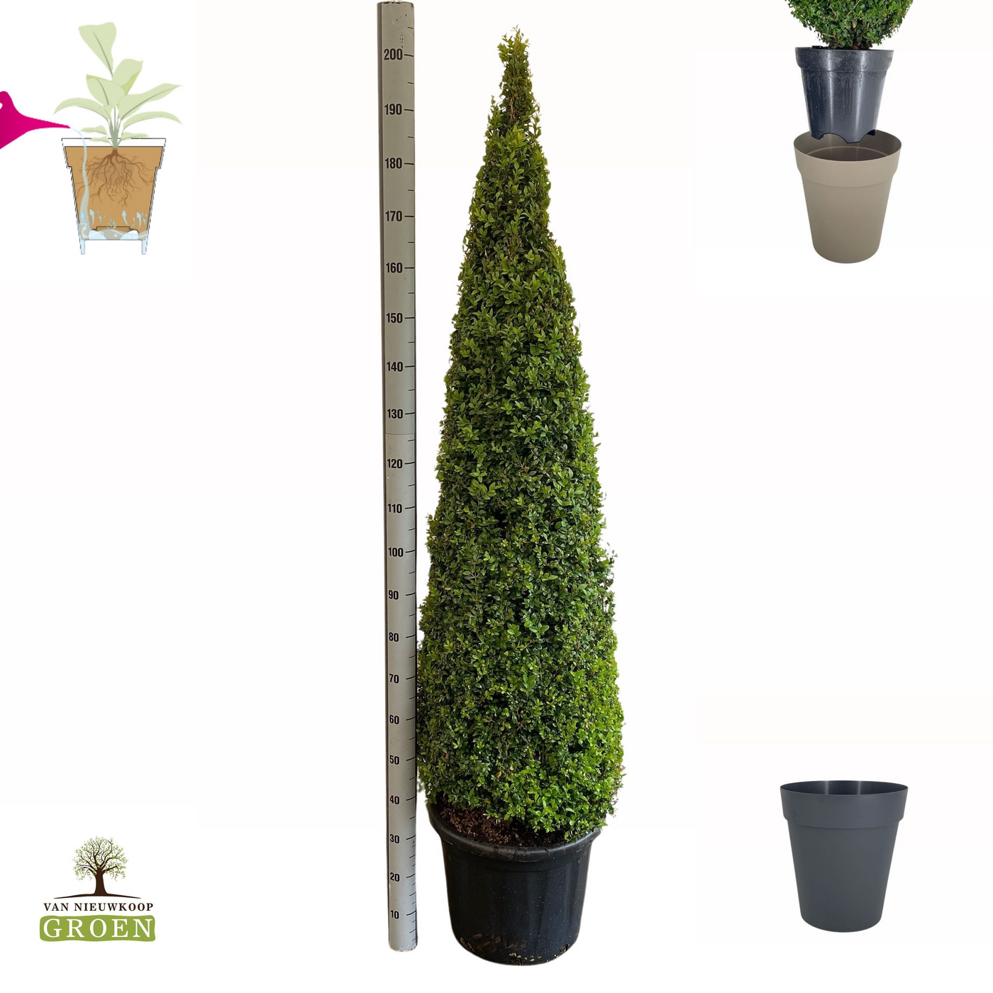 Planta naturala Pyramid H210cm Buxus Sempervirens Piramide 170-180 PS45/ in pamant