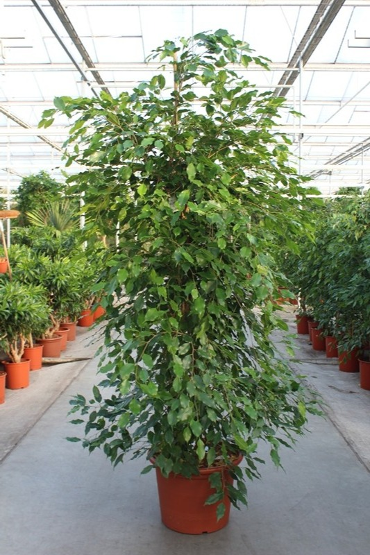 Planta naturala Pyramid H260cm Ficus benjamina 'Exotica' PS50/ in pamant