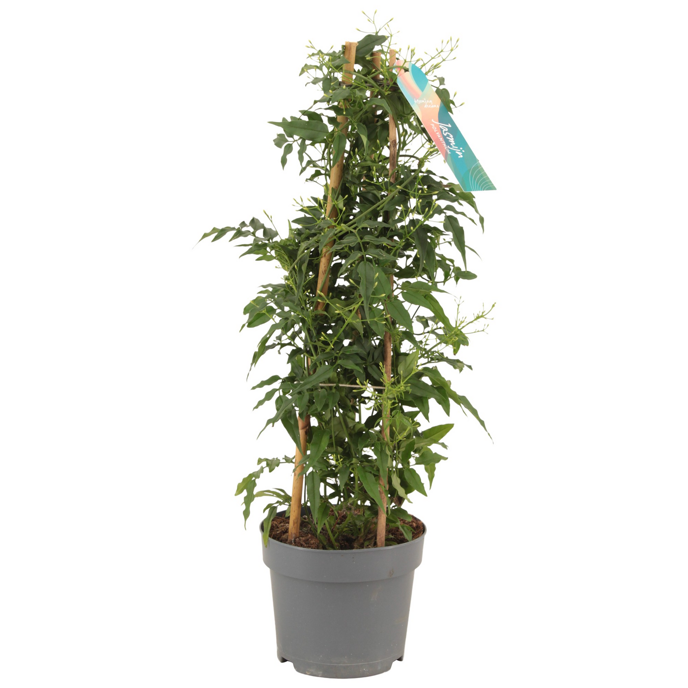 Planta naturala Pyramid H50cm Jasminum polyanthum (wit) PS15/ in pamant