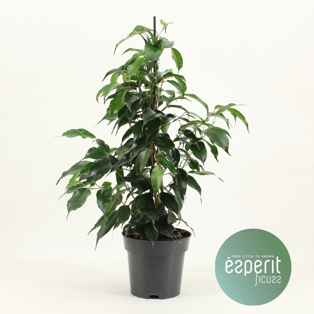 Planta naturala Pyramid H55cm Ficus benjamina Danielle  PS14/ in pamant