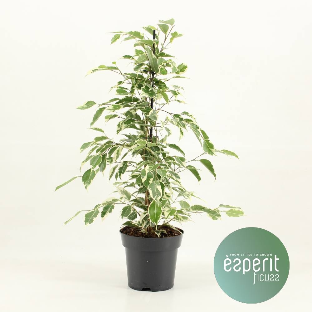 Planta naturala Pyramid H55cm Ficus benjamina Twilight  PS14/ in pamant