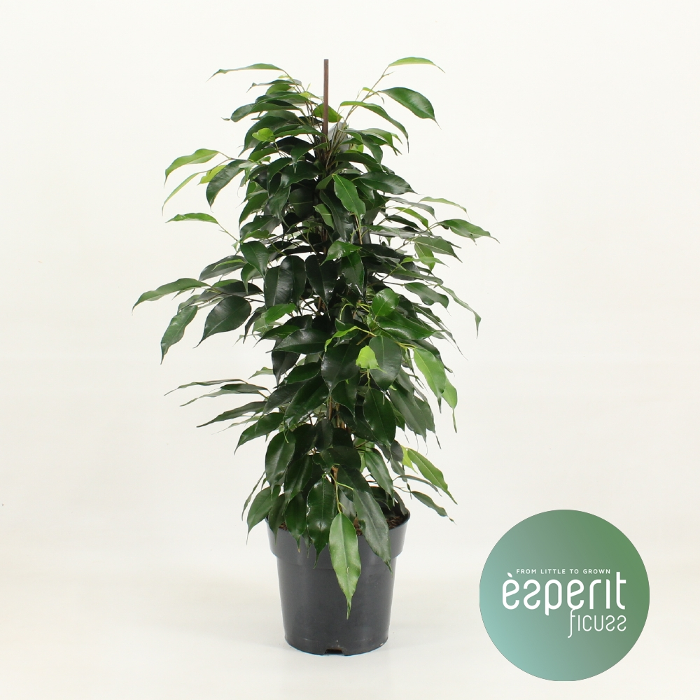 Planta naturala Pyramid H70cm Ficus benjamina Danielle  PS17/ in pamant