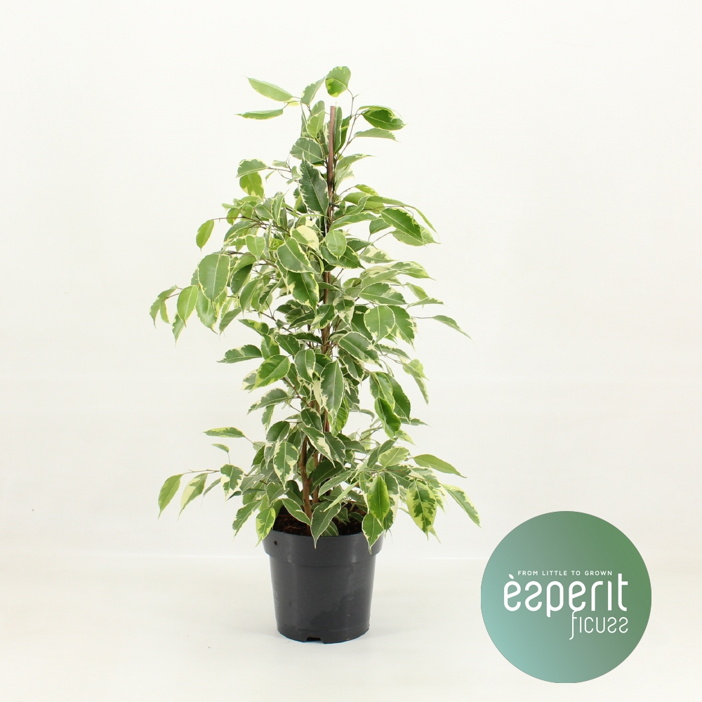 Planta naturala Pyramid H70cm Ficus benjamina Golden King PS17/ in pamant