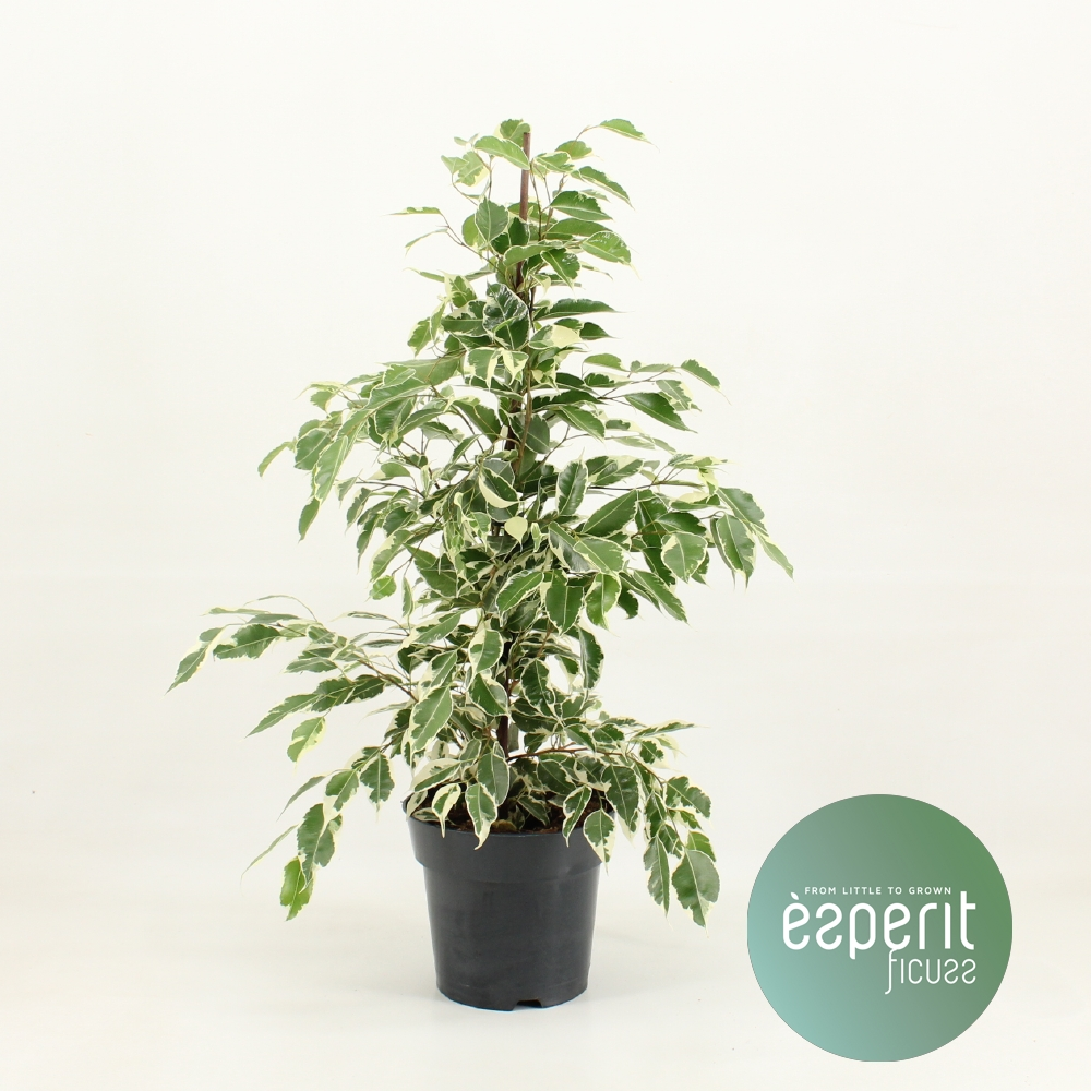 Planta naturala Pyramid H70cm Ficus benjamina Twilight  PS17/ in pamant