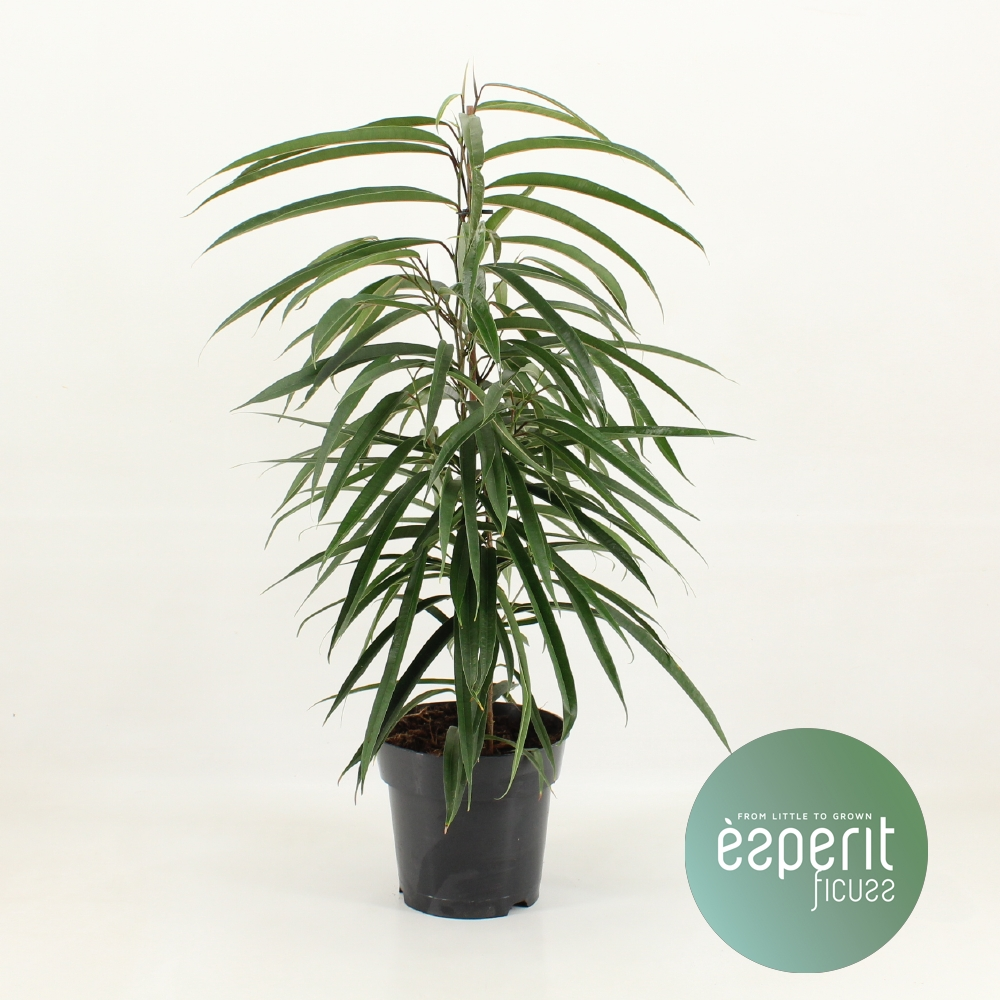 Planta naturala Pyramid H70cm Ficus binnendijkii Alii PS17/ in pamant