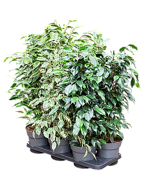 Planta naturala Pyramid/ Royal Mix 2-3 srt. D30xH60cm Ficus benjamina Mix PS17/14cm in pamant