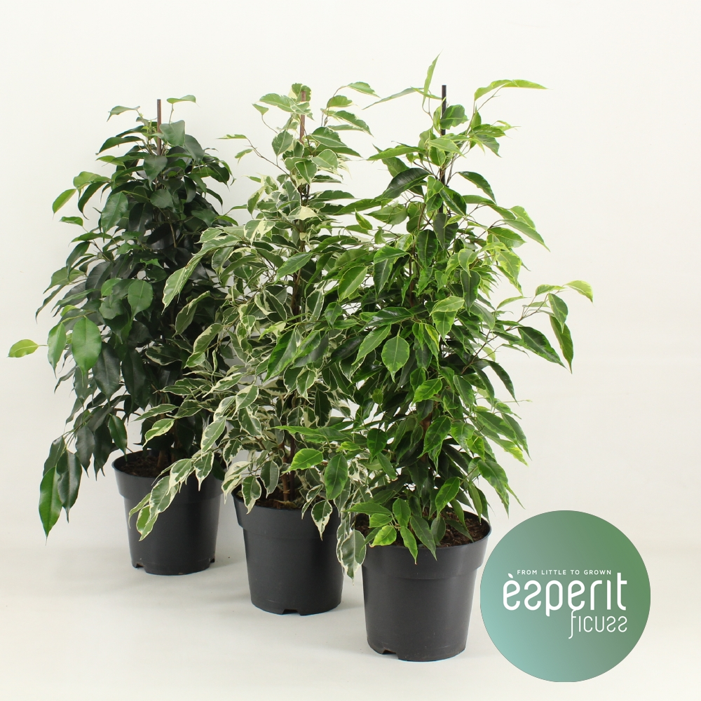 Planta naturala Pyramid/ Royal Mix 2-3 srt. H70cm Ficus benjamina Mix PS17/ in pamant