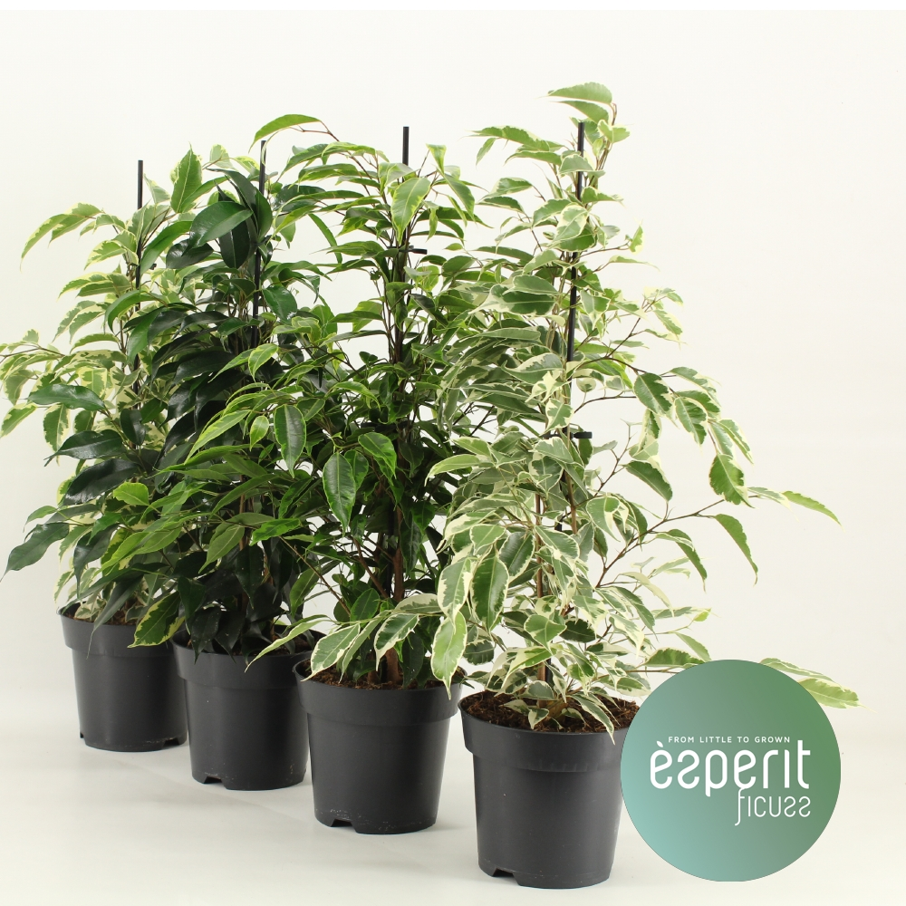 Planta naturala Pyramid/ Royal Mix 3-4 srt H55cm Ficus benjamina Royal Mix 3-4 srt PS14/ in pamant