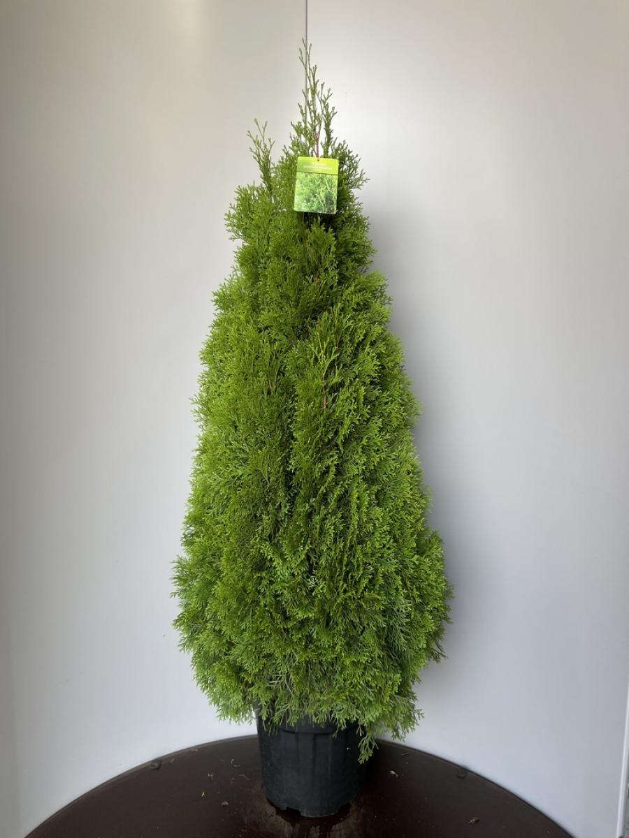 Planta naturala Pyramide H120cm Thuja occidentalis 'Golden Smaragd' PS34/ in pamant