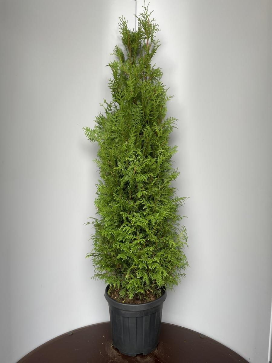 Planta naturala Pyramide H190cm Thuja occidentalis 'Brabant' PS34/ in pamant