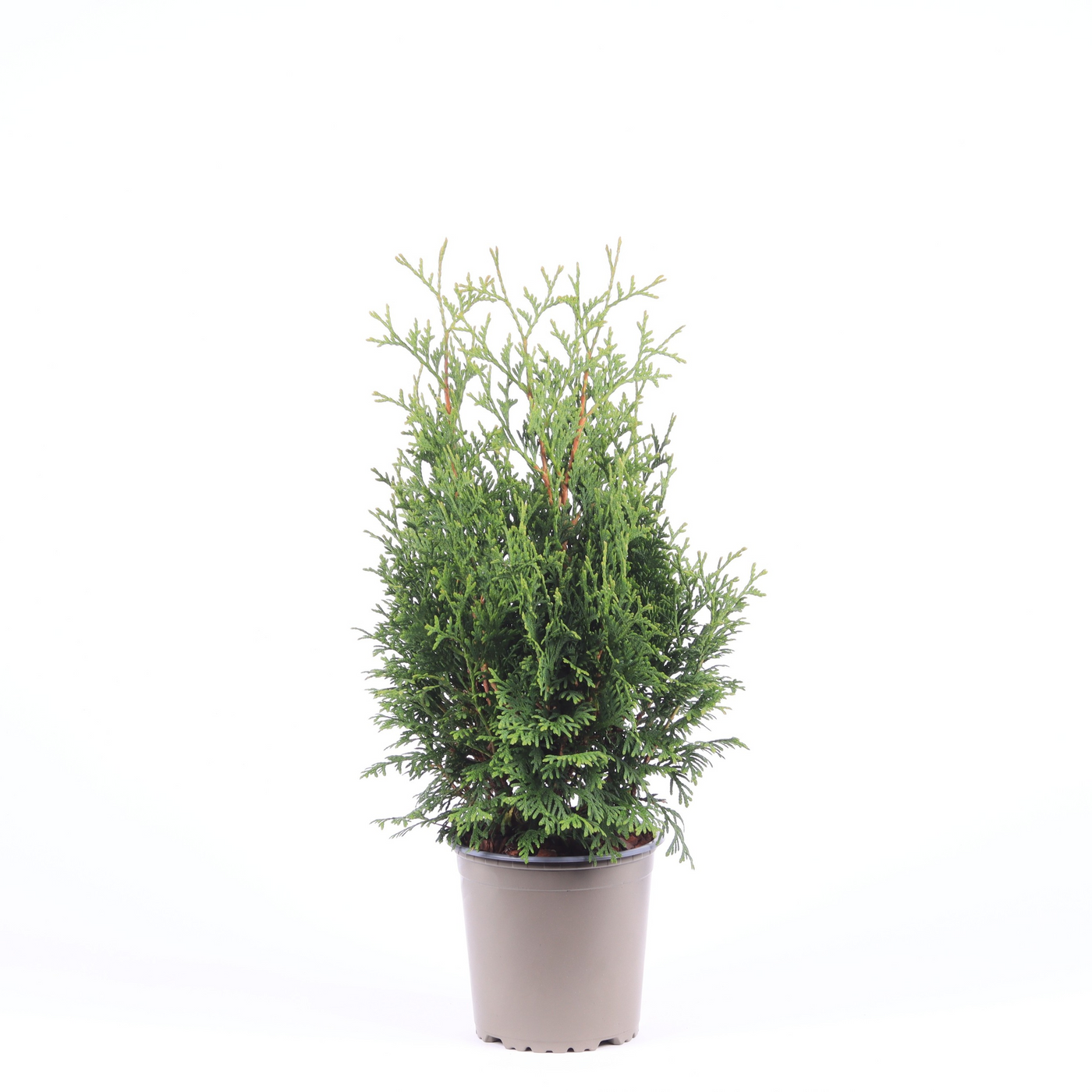 Planta naturala Pyramide H40cm Thuja occidentalis 'Holmstrup' PS13/ in pamant