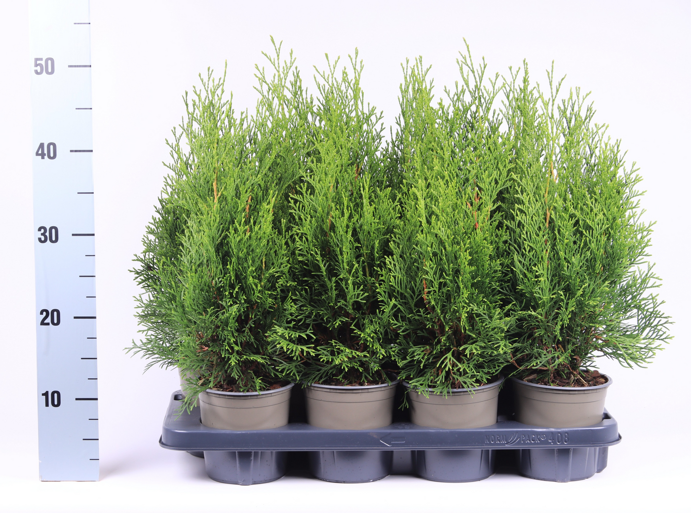 Planta naturala Pyramide H40cm Thuja occidentalis 'Smaragd' PS13/ in pamant