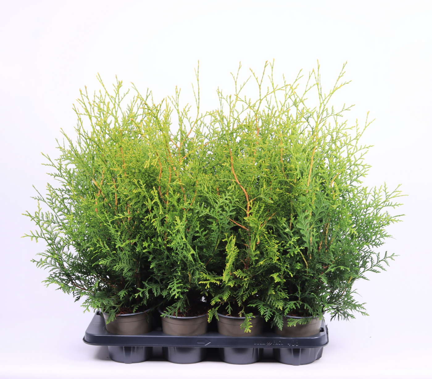 Planta naturala Pyramide H50cm Thuja occidentalis 'Brabant' PS13/ in pamant