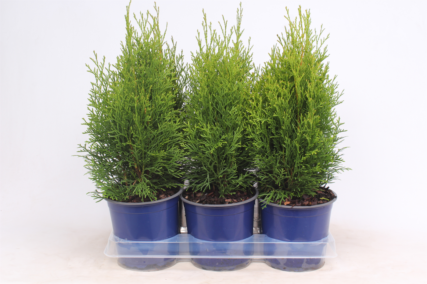 Planta naturala Pyramide H50cm Thuja occidentalis 'Smaragd' PS15/ in pamant