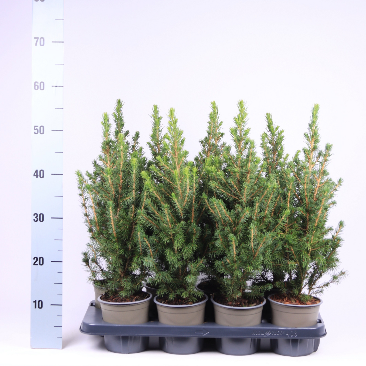 Planta naturala Pyramide H55cm Picea glauca 'Conica' PS13/ in pamant