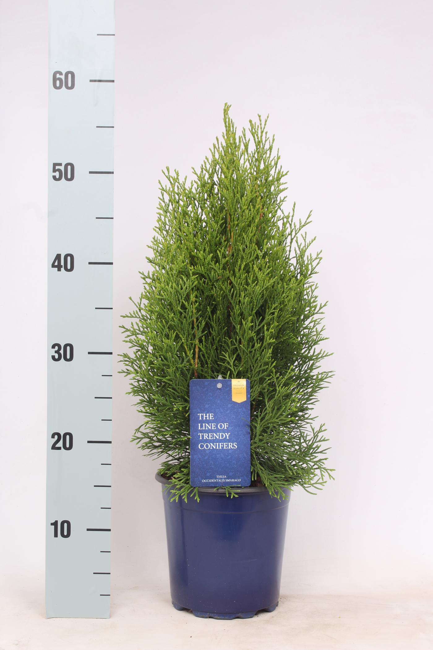 Planta naturala Pyramide H55cm Thuja occidentalis 'Smaragd' PS17/ in pamant