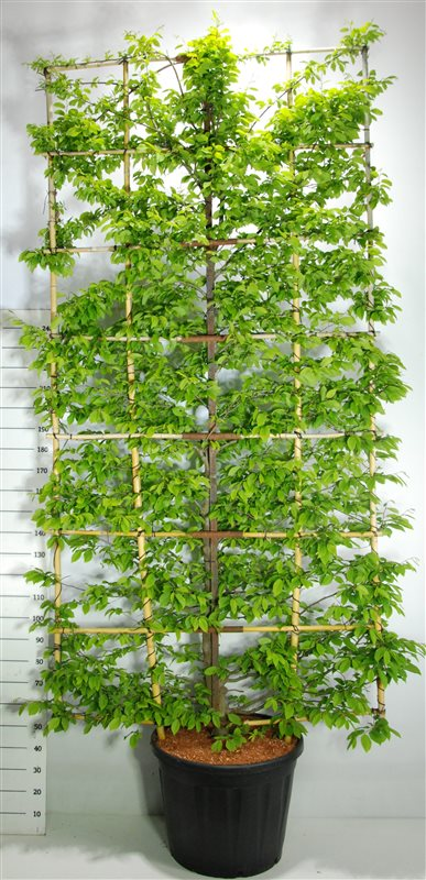 Planta naturala Rack H350cm Carpinus betulus PS65/ in pamant