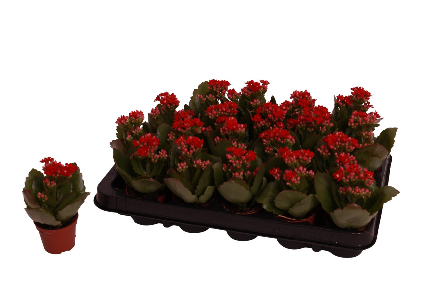 Planta naturala Red H12cm Kalanchoe Rosalina Don Justino PS6/ in pamant