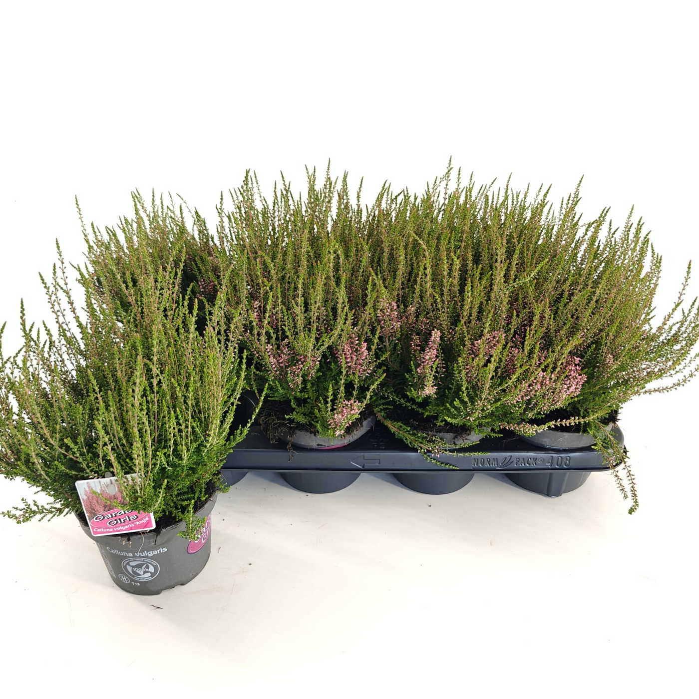 Planta naturala Red H15cm Calluna vulgaris Garden Girls 'Angie' PS13/ in pamant