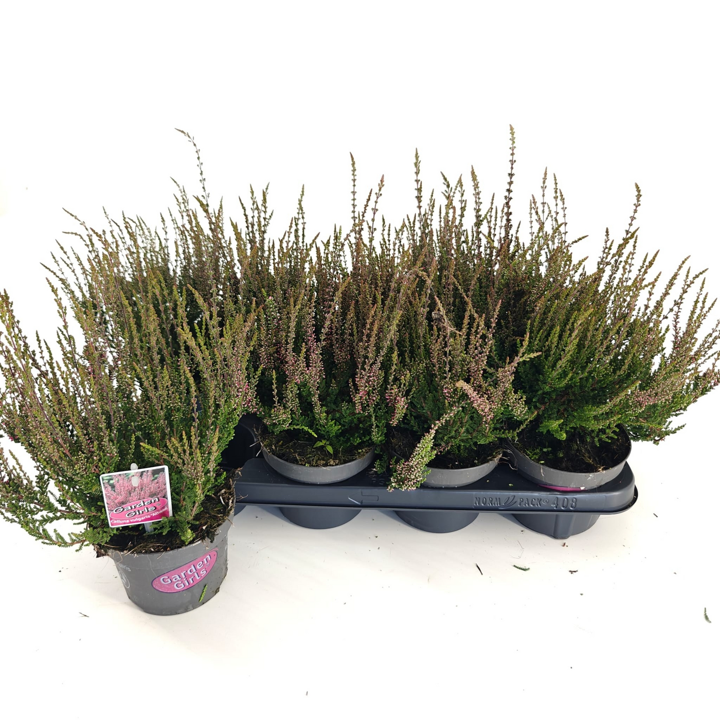 Planta naturala Red H15cm Calluna vulgaris Garden Girls 'Athene' PS13/ in pamant