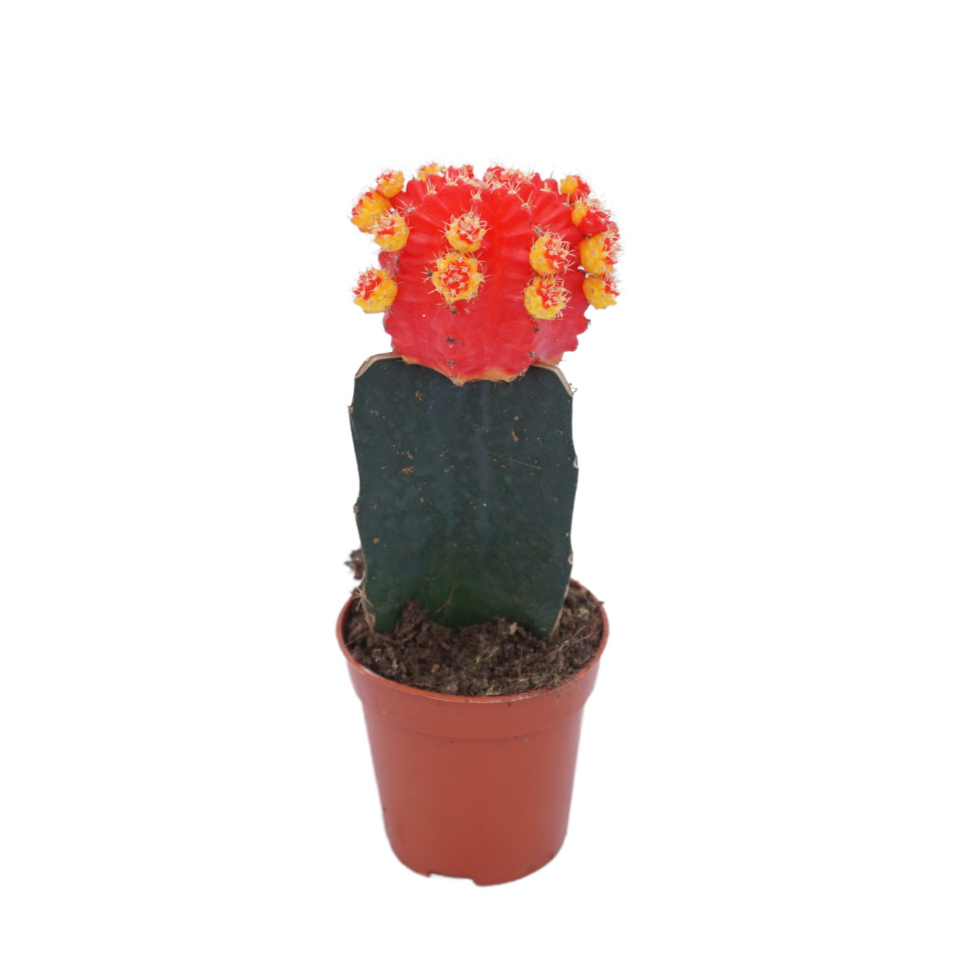 Planta naturala Red H15cm Gymnocalycium mihanovichii overig PS5/ in pamant