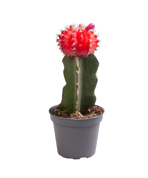 Planta naturala Red H15cm Gymnocalycium mihanovichii PS6/ in pamant