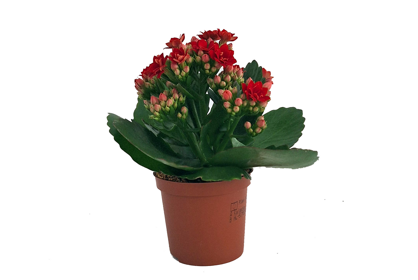 Planta naturala Red H15cm Kalanchoe Rosalina Don Justino PS7/ in pamant