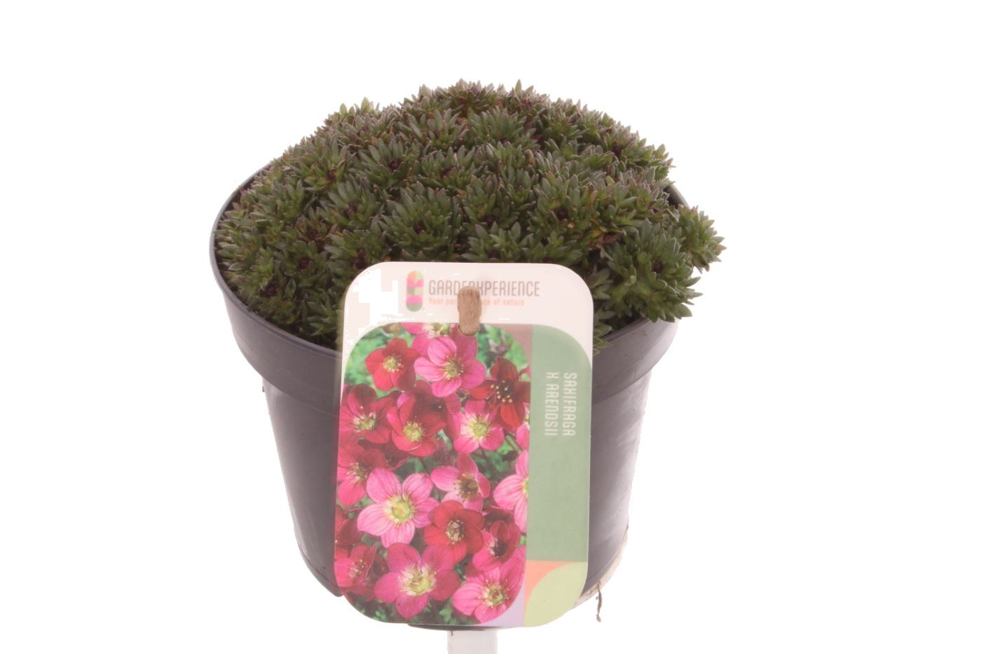 Planta naturala Red H15cm Saxifraga Saxony Red PS13/ in pamant