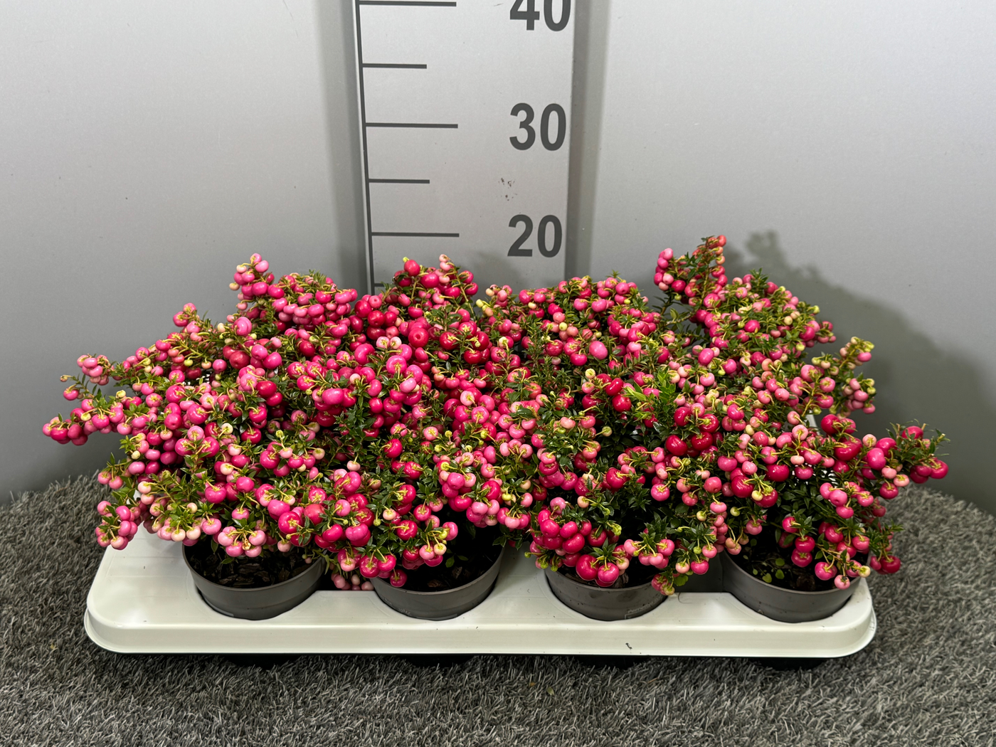 Planta naturala Red H20cm Gaultheria (Pernettya) PS10/ in pamant