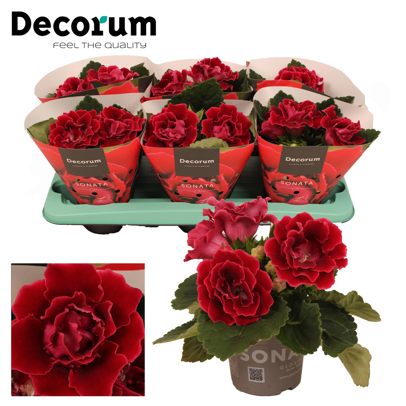 Planta naturala Red H20cm Gloxinia Sonata red PS13/ in pamant