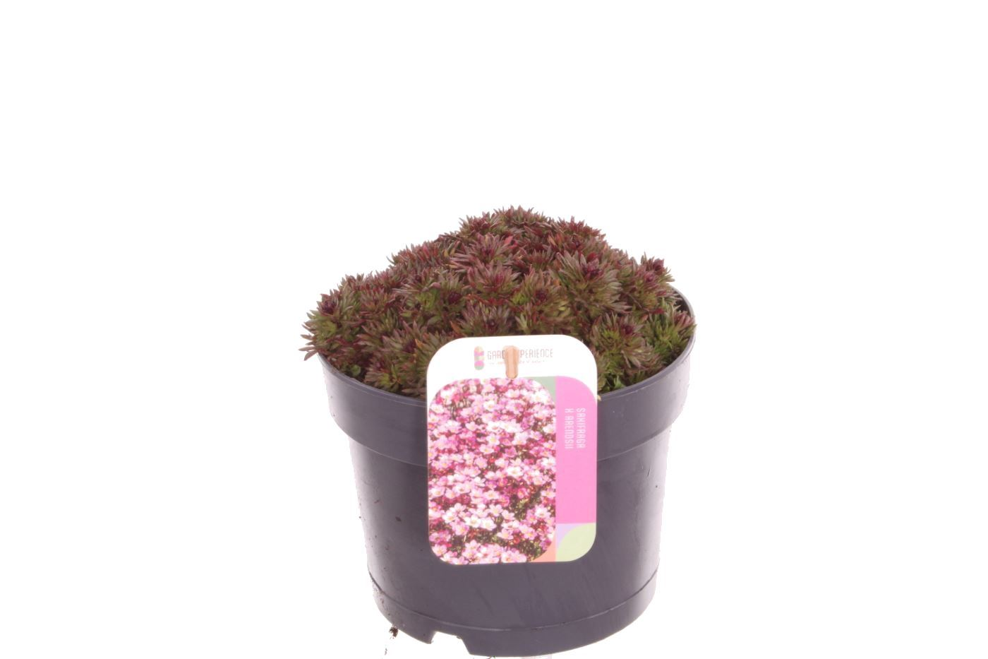 Planta naturala Red H20cm Saxifraga (Arendsii Grp) Touran Deep Red PS17/ in pamant
