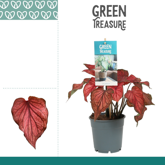 Planta naturala Red H25cm Caladium PS12/ in pamant