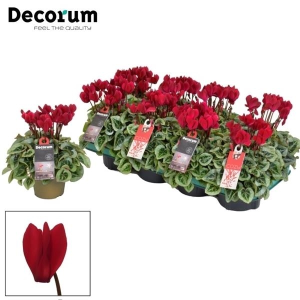 Planta naturala Red H25cm Cyclamen persicum kleinbloemig Super Serie Picasso PS11/ in pamant