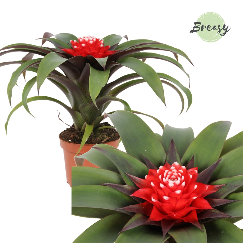 Planta naturala Red H25cm Guzmania Priscilla PS9/ in pamant