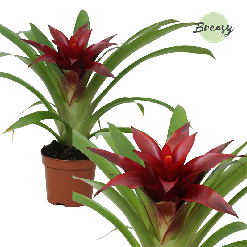 Planta naturala Red H25cm Guzmania Sky PS9/ in pamant