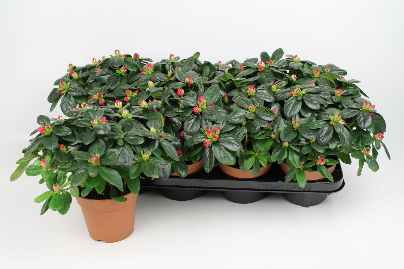 Planta naturala Red H25cm Rhododendron (Simsii Grp) overig PS12/ in pamant