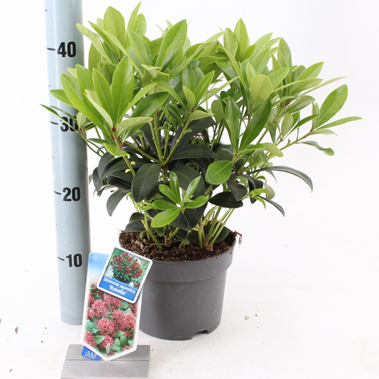 Planta naturala Red H25cm Skimmia japonica 'Rubella' PS17/ in pamant