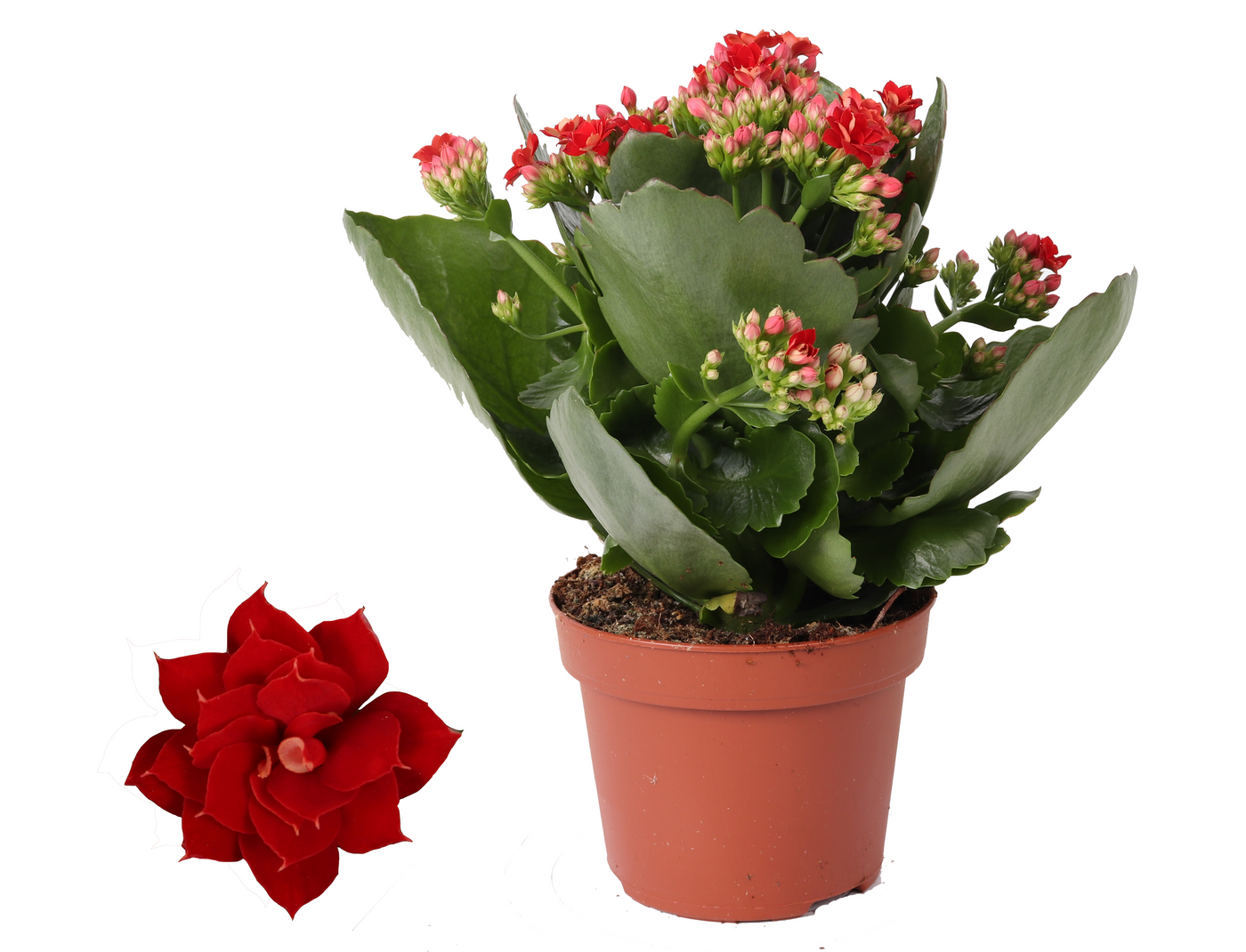 Planta naturala Red H27cm Kalanchoe Rosalina Don Justino PS12/ in pamant