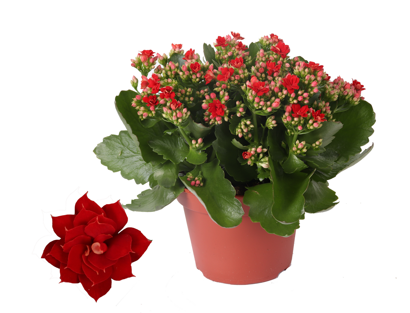 Planta naturala Red H27cm Kalanchoe Rosalina Don Justino PS15/ in pamant