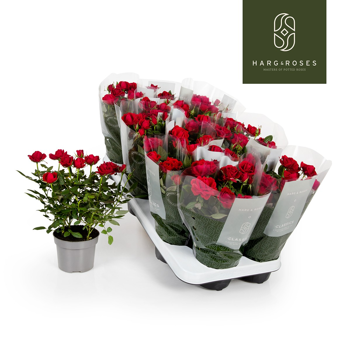 Planta naturala Red H27cm Rosa Apache Kordana PS10/ in pamant