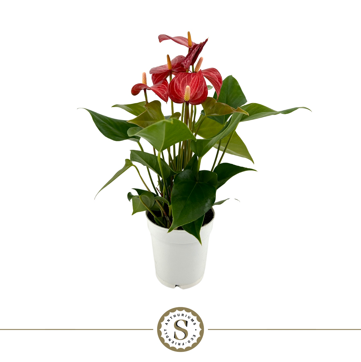 Planta naturala Red H30cm Anthurium Livium PS9/ in pamant