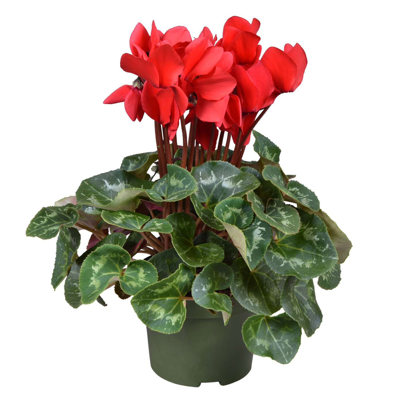 Planta naturala Red H30cm Cyclamen persicum grootbloemig Super Serie Leopardo PS13/ in pamant