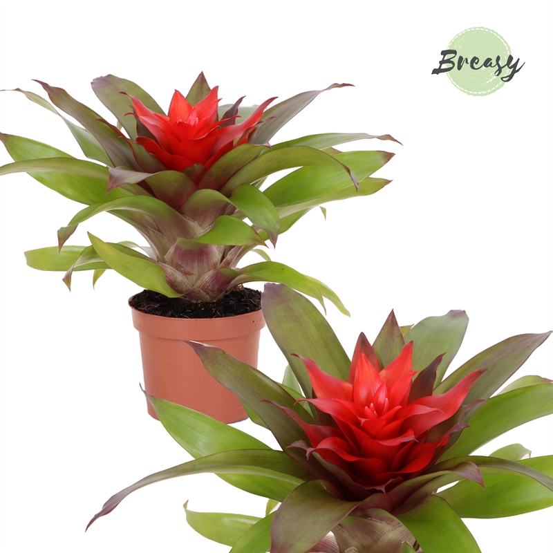 Planta naturala Red H30cm Guzmania Lorena PS9/ in pamant