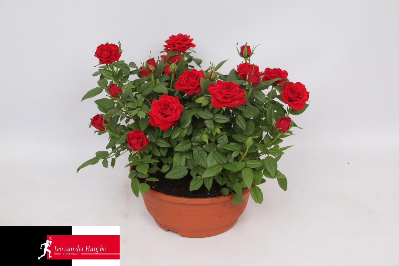 Planta naturala Red H30cm Rosa Apache Kordana PS21/ in pamant