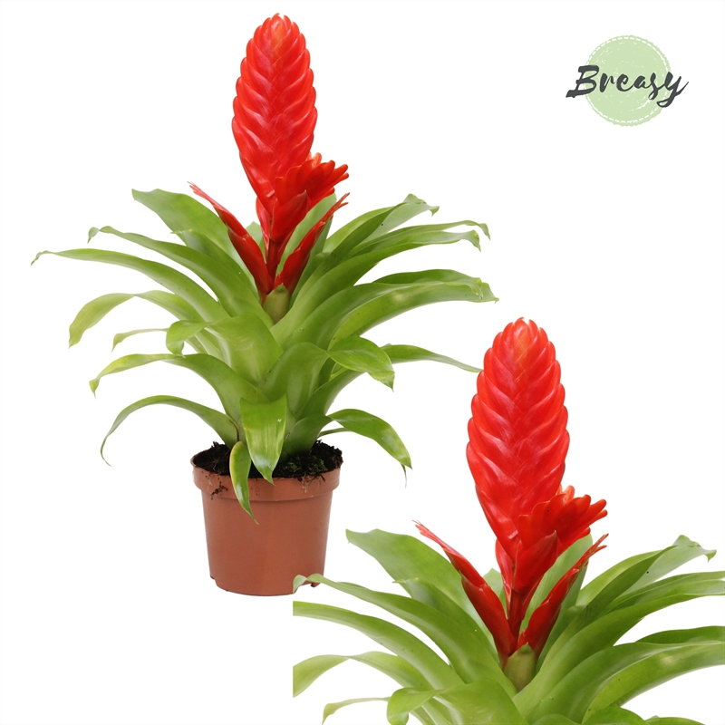 Planta naturala Red H30cm Vriesea Kallisto PS9/ in pamant