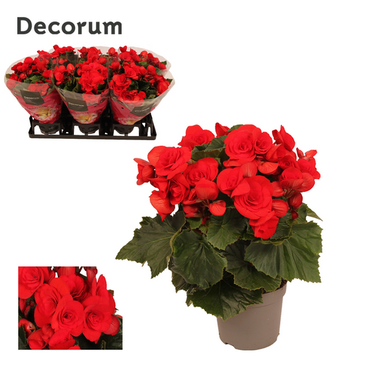 Planta naturala Red H32cm Begonia 'Baladin' PS13/ in pamant