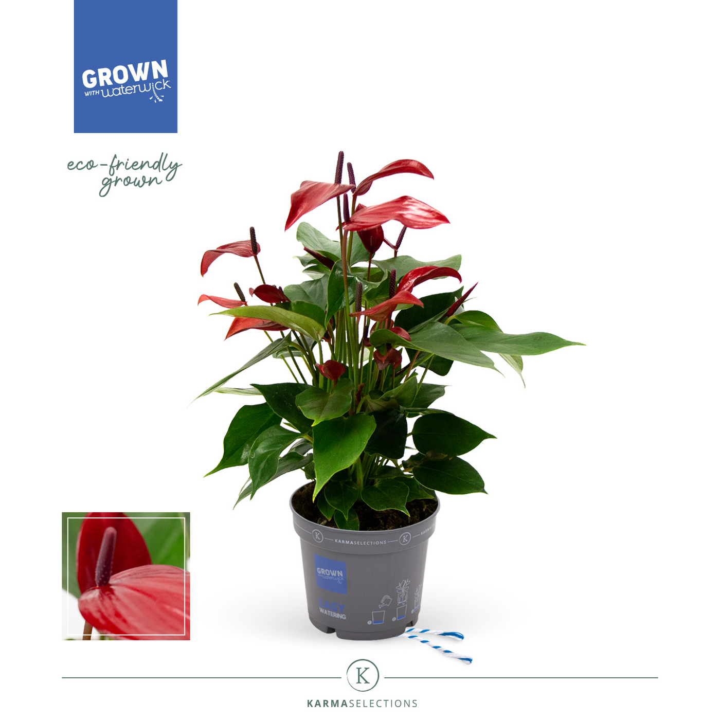 Planta naturala Red H35cm Anthurium Banderola Lava PS12/ in pamant