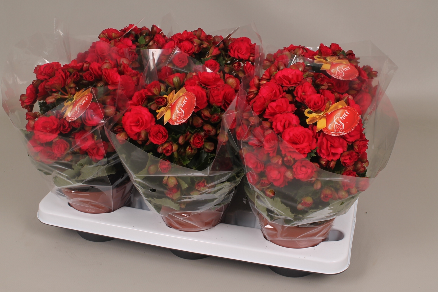 Planta naturala Red H35cm Begonia (Elatior Grp) dubbelbloemig 'Grace' PS14/ in pamant