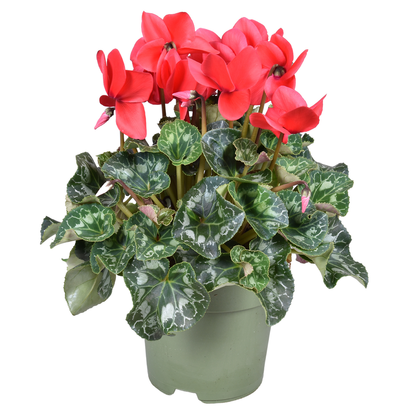 Planta naturala Red H35cm Cyclamen persicum grootbloemig Halios PS17/ in pamant