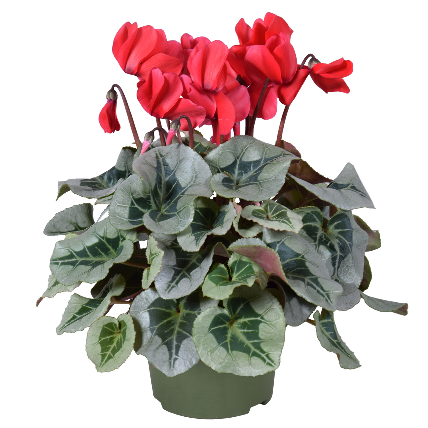 Planta naturala Red H35cm Cyclamen persicum midi Metalis PS13/ in pamant